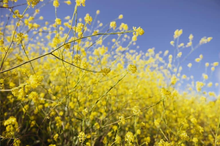 Ukraine CLP Regulation Enters into Force Today!