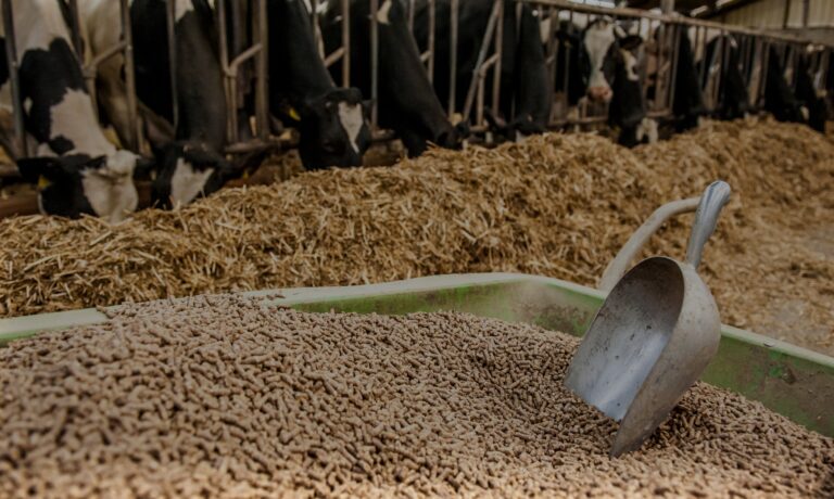 India BIS Update: Animal Feeds and Feed Ingredients (Quality Control) Order, 2026 – Implemention Deadlines coming in 2027